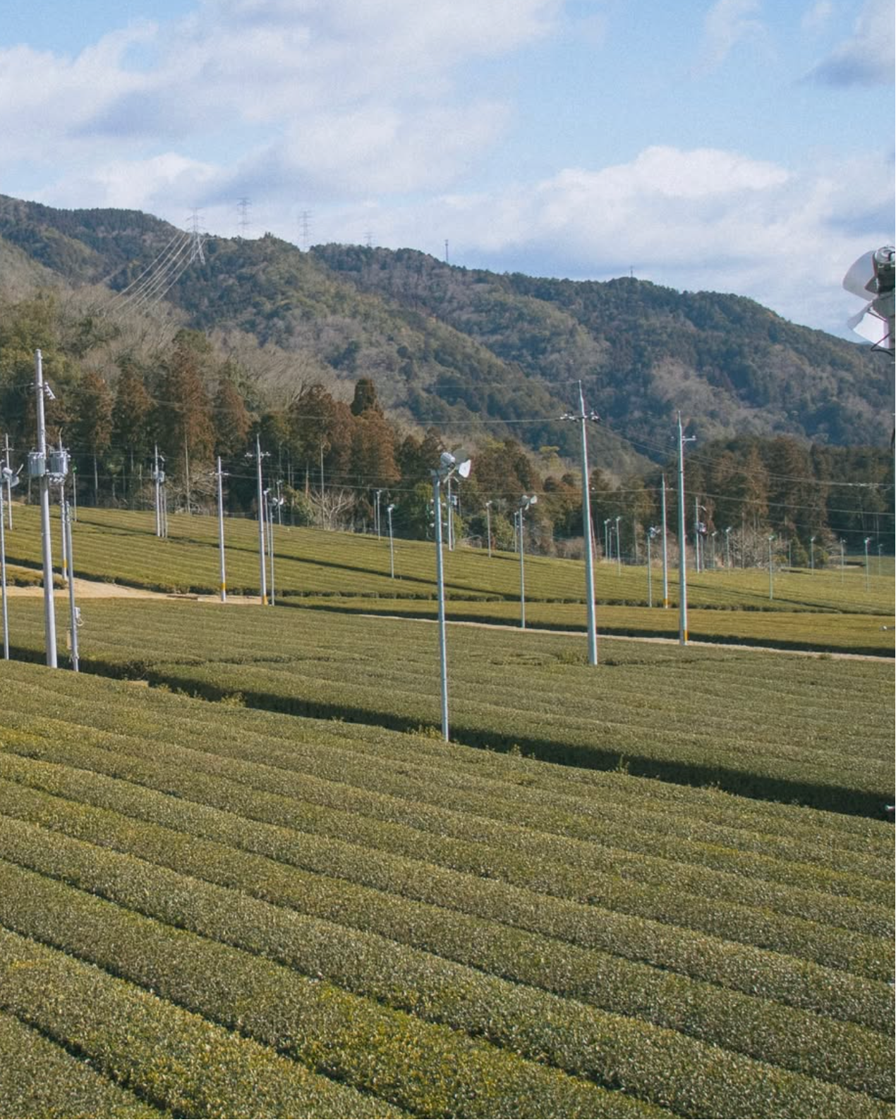 Scenic views of a matcha farm with blue skies and a mountain range in the background.